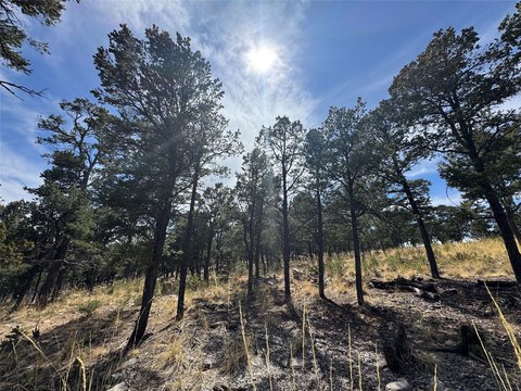 Wooded Lot in Pecos, NM