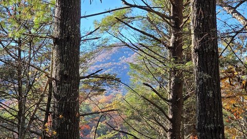 Forested Land with Year-Round Creek