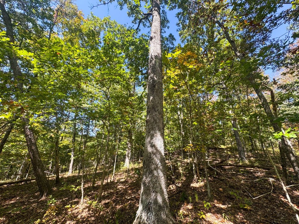 Picture 35