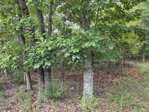 Land, Hardy, VA