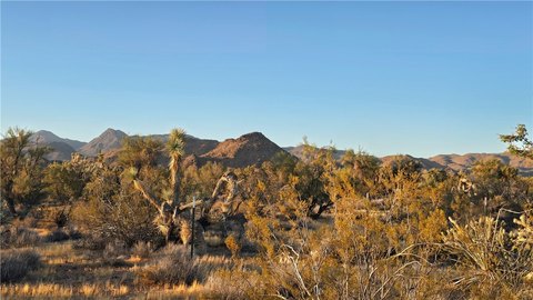 LAND - Yucca, AZ