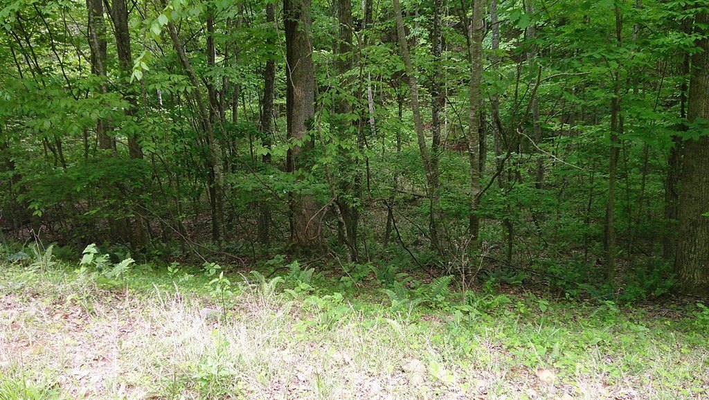 Picture 8