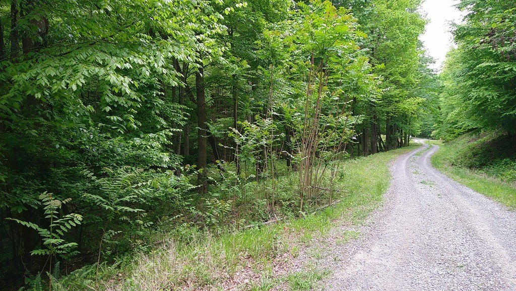 Picture 5