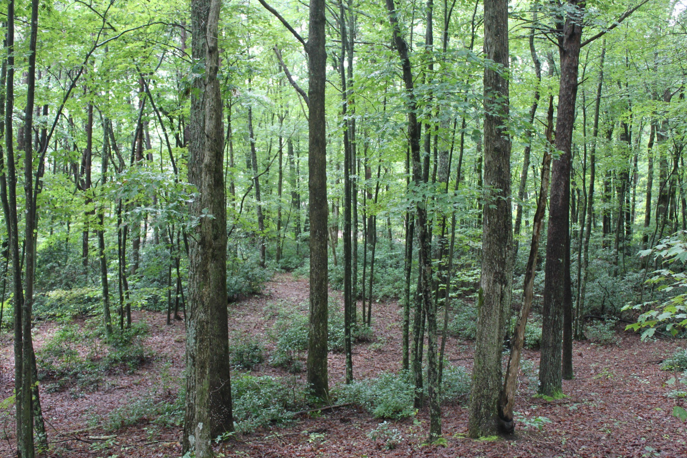 Residential Lot in Dunlap, TN