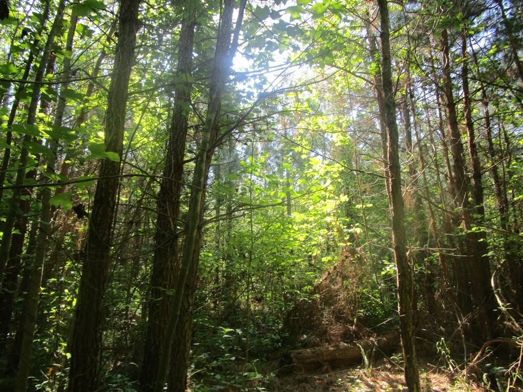 Secluded Hunting Land in Victoria