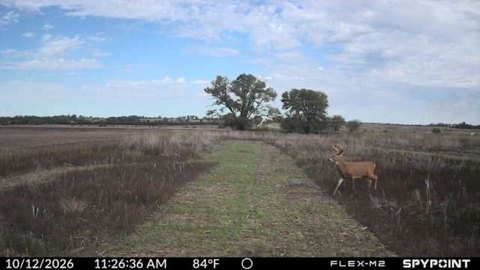 Hunting Land with Food Plots