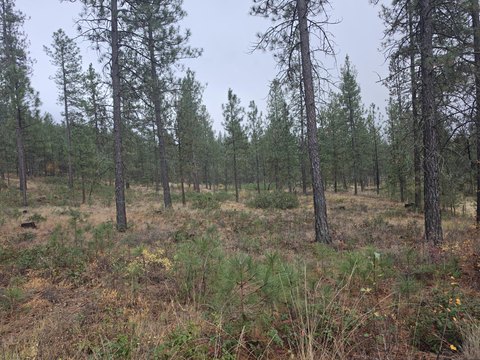 Land, KETTLE FALLS, WA