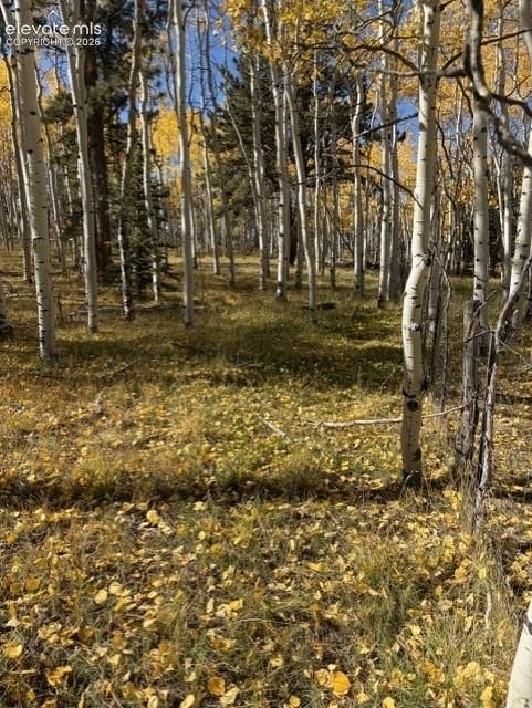 Picture 8