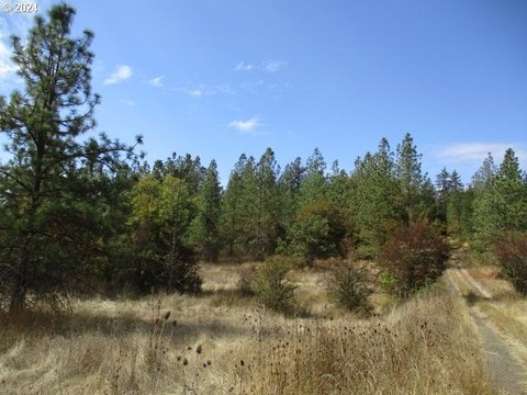 173-Acre Timberland Investment Opportunity