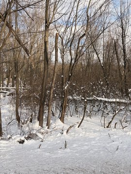 One-Acre Wooded Lot Available