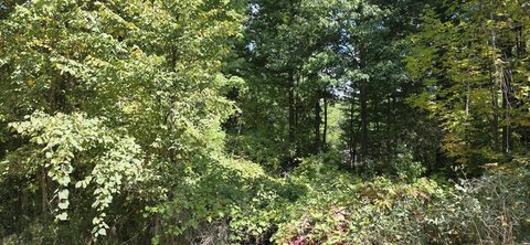 Wooded Lake-Access Land with Dual Frontage
