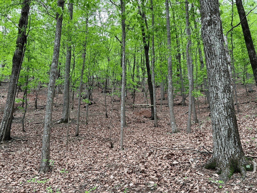 Picture 8