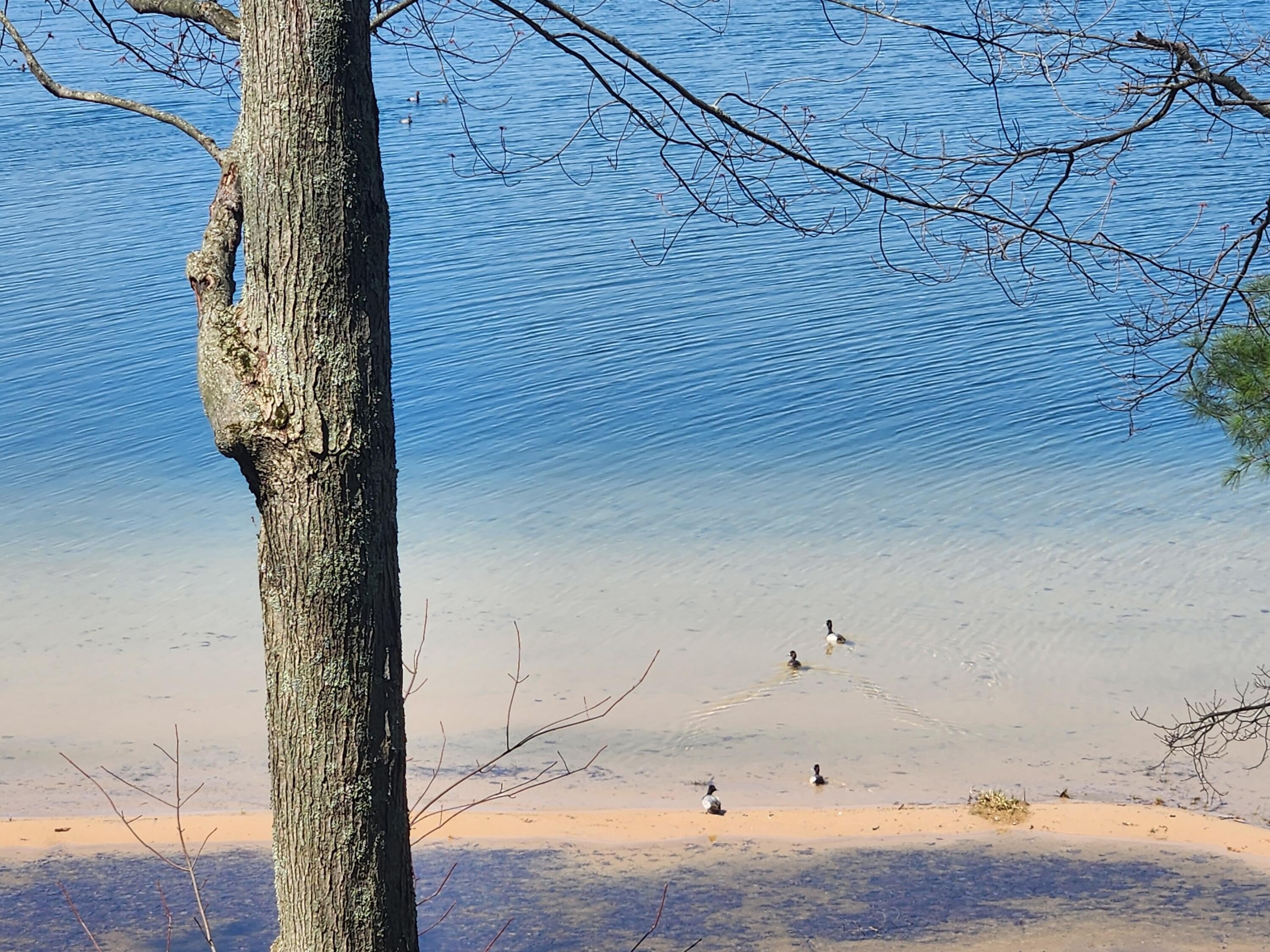 Waterfront Land on Big Star Lake