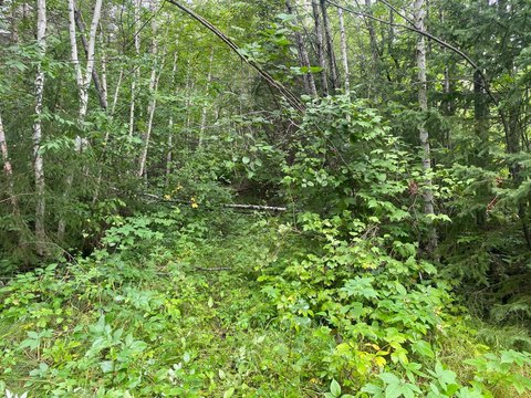 80 Acres of Forestland in Loretta