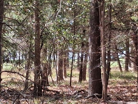 Land, Murchison, TX
