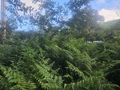 LAND - Pahoa, HI