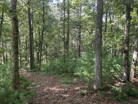 Vacant Lot, Morganton, GA