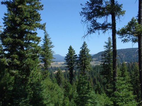 348 Acres of Timber Land