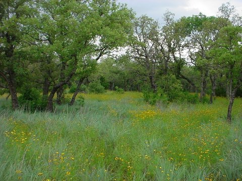Wooded Hill Country Home Lot