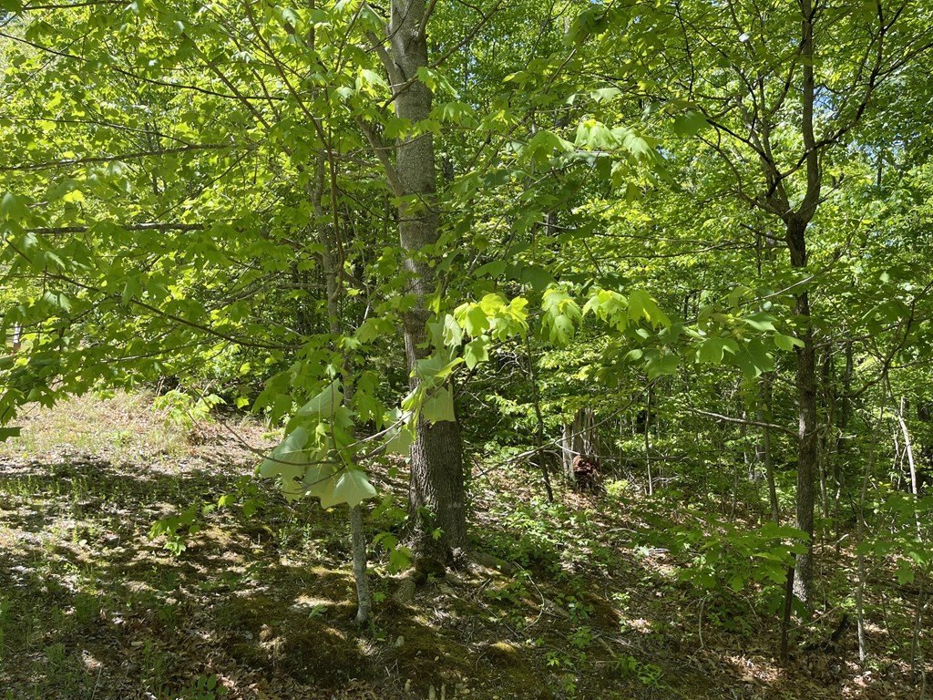 Picture 51