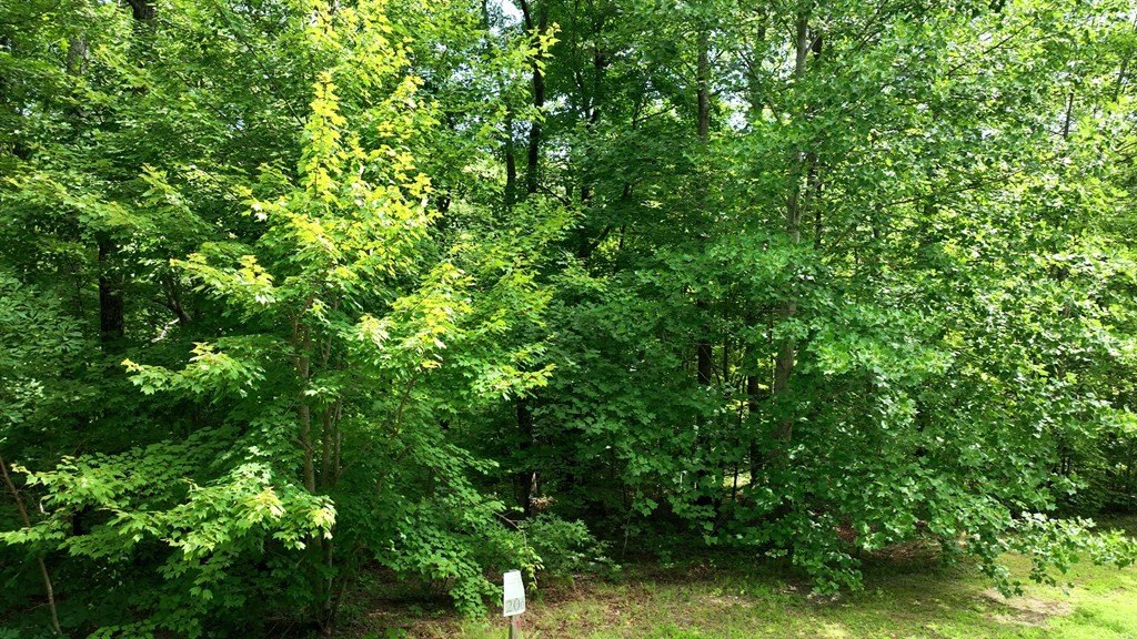 Picture 45