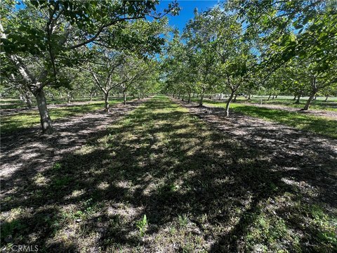 5-Acre Parcel with Walnut Orchard