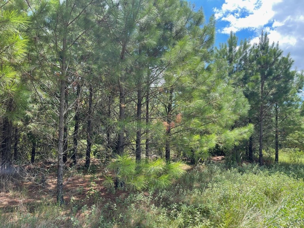 Picture 4