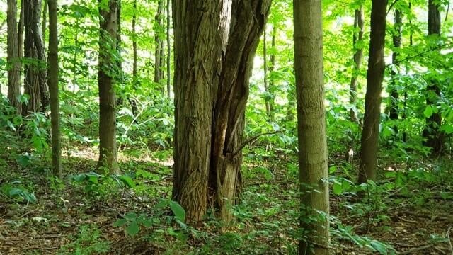 64.28 Acres Ready to Develop