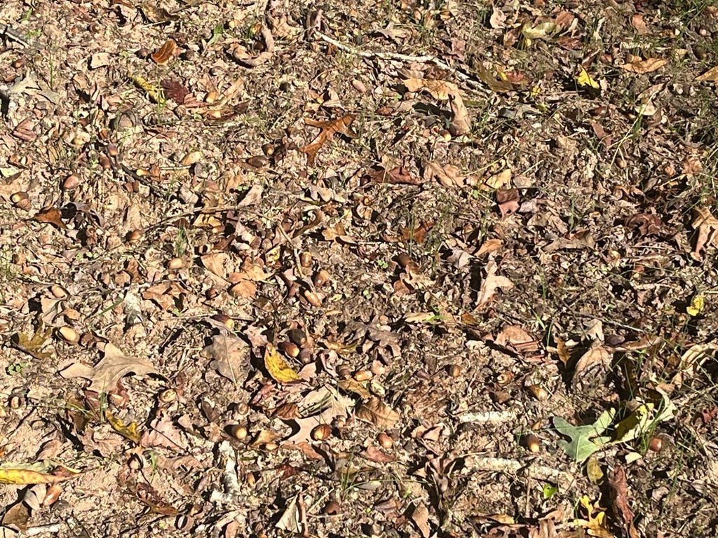 Picture 45