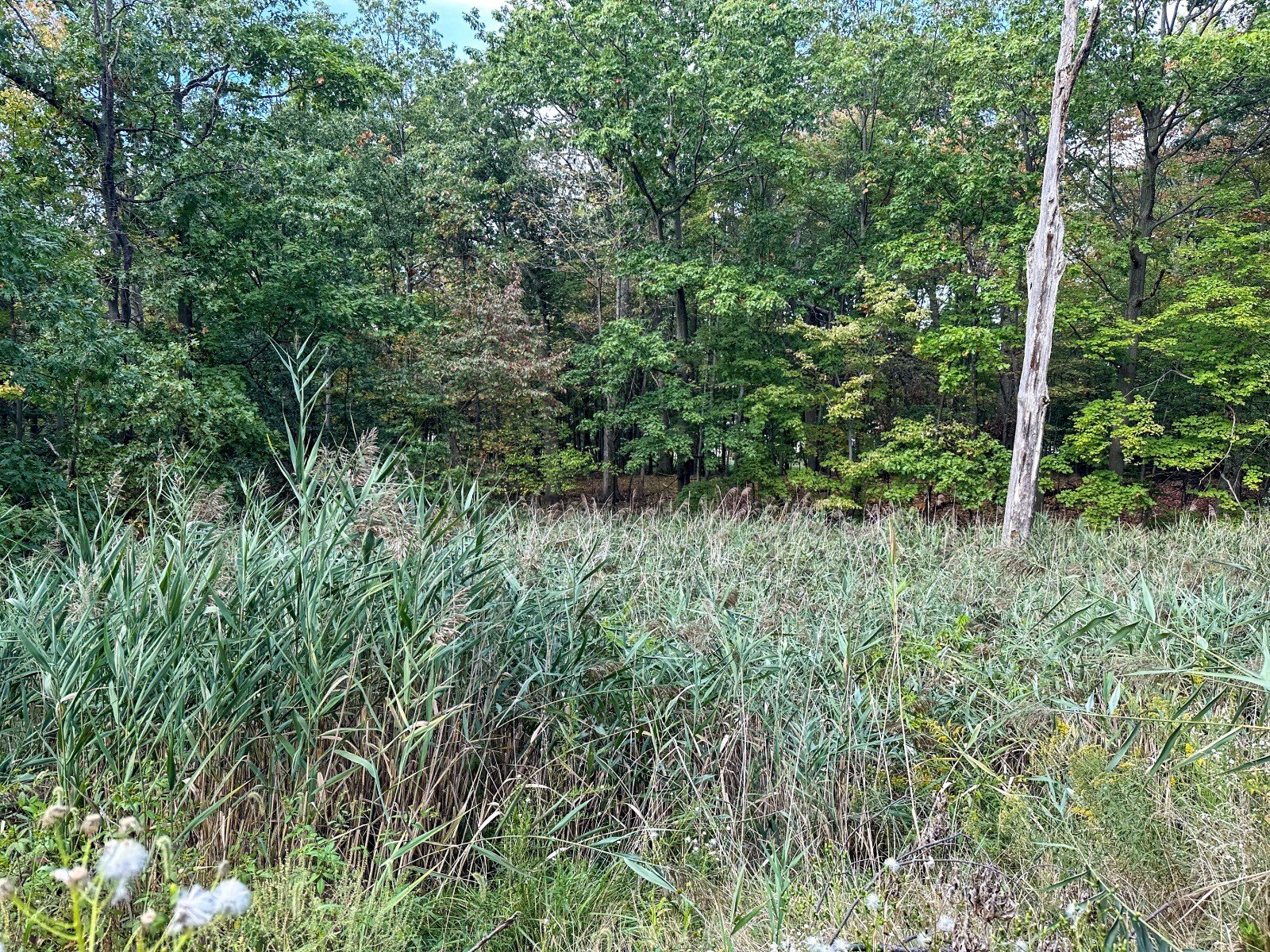 Buildable Wooded Lot in Parma