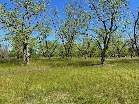 Naylor, GA Land with Pecan Trees
