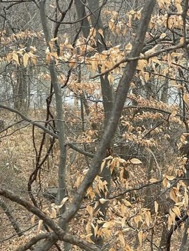 Coloma Land for Recreation/Hunting