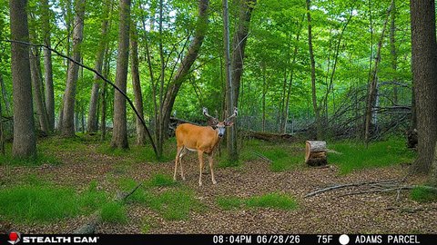 Hunting and Recreation Land with Cabins