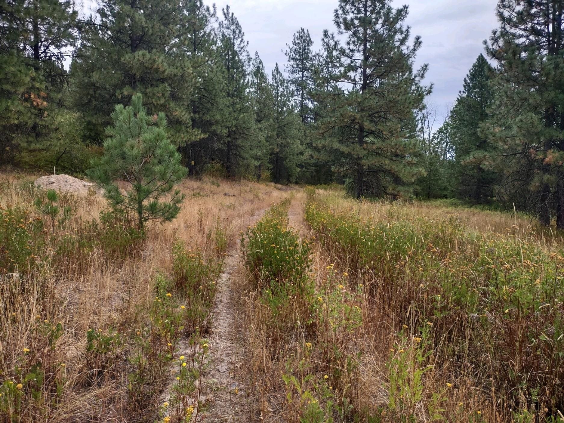 Scenic Land Near Waitts Lake