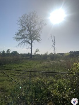 Texarkana Land with Road Frontage