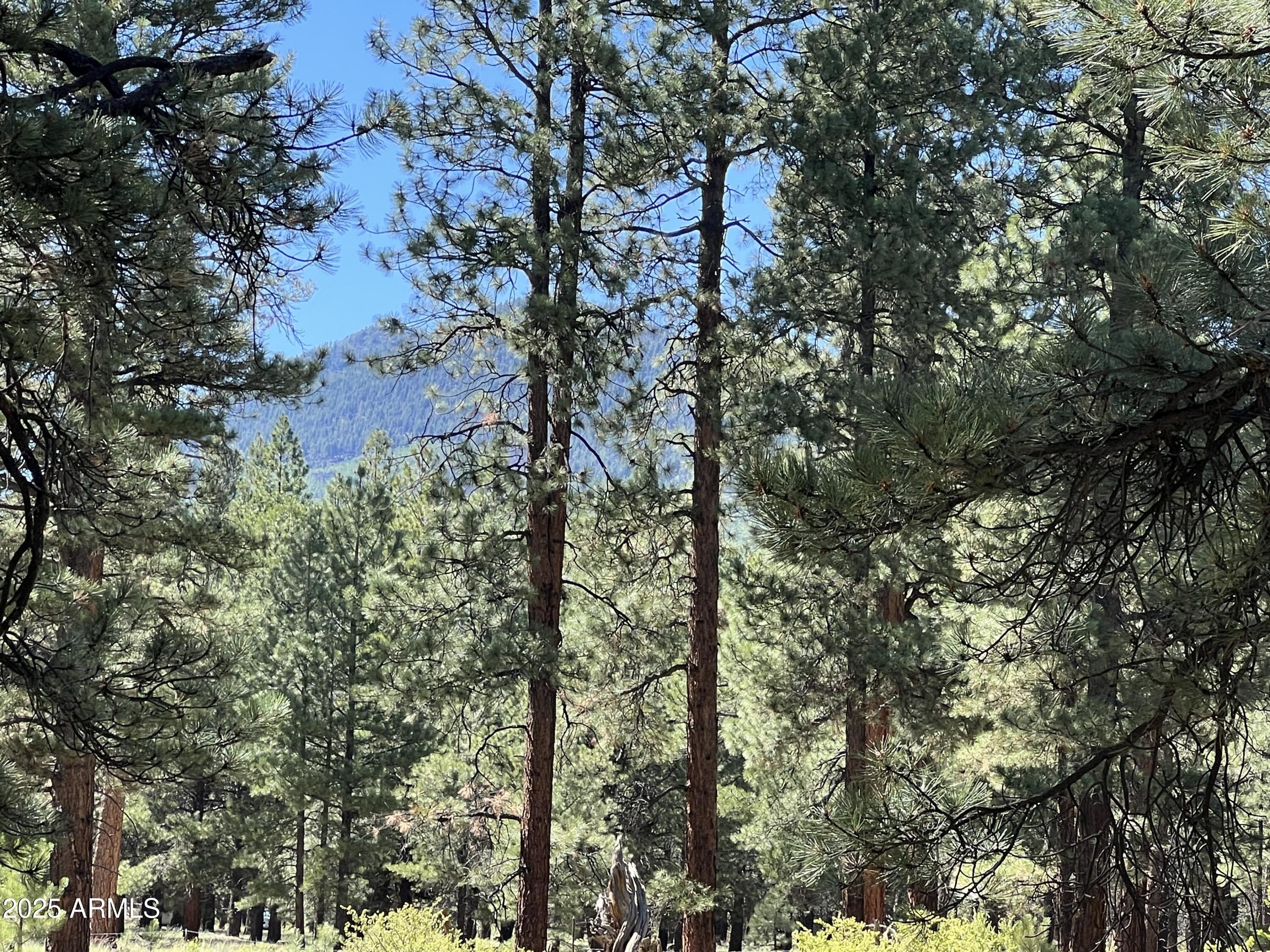 Wooded Land with Mountain Views