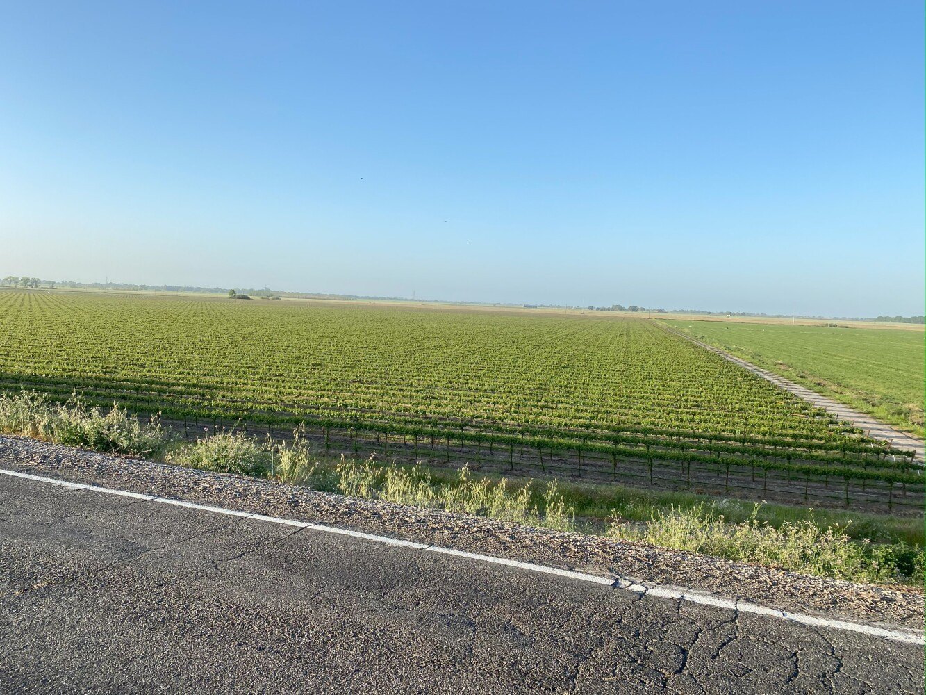 Clarksburg Vineyard with Income Potential