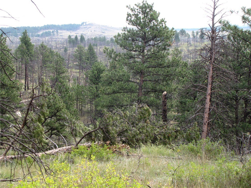 Picture 8