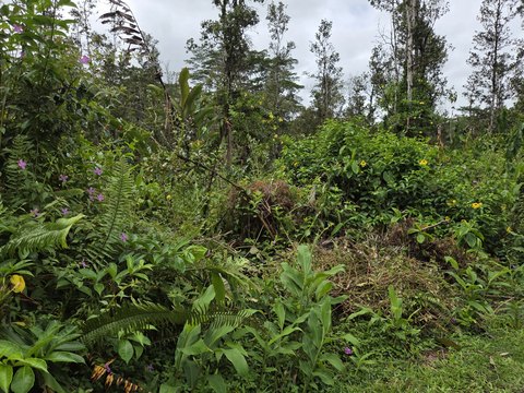 Land, Pahoa, HI