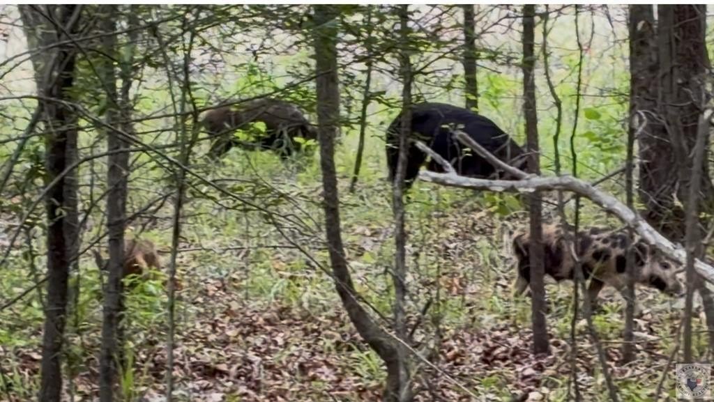 Forty Acre Woodland Hunting Retreat
