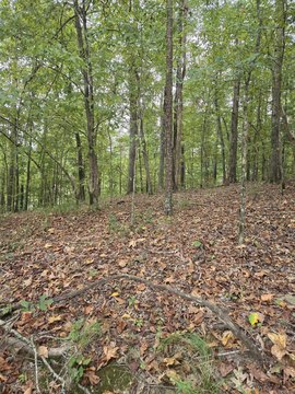 Lakeview Lot in Diamondhead Resort