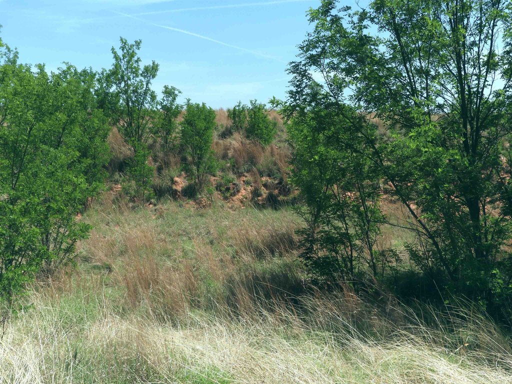 Picture 41