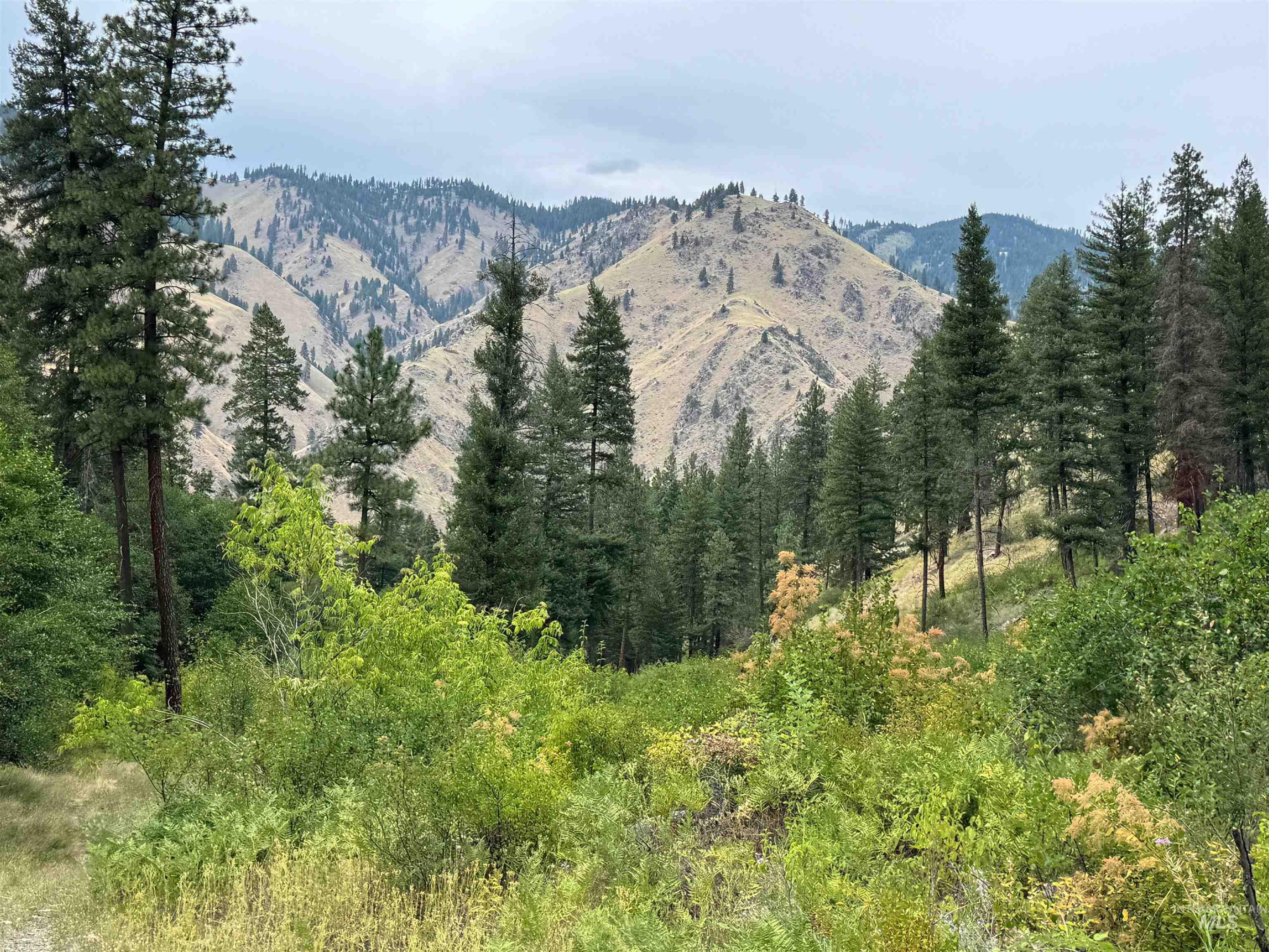 Riggins, ID Timbered Land