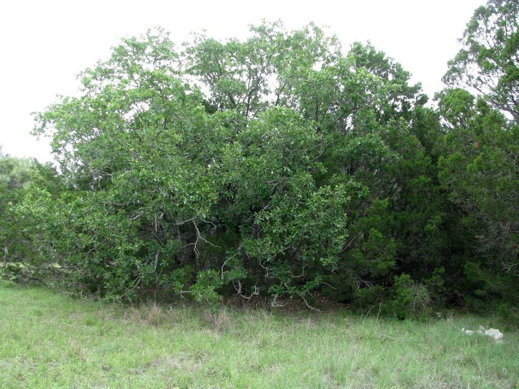 Picture 8