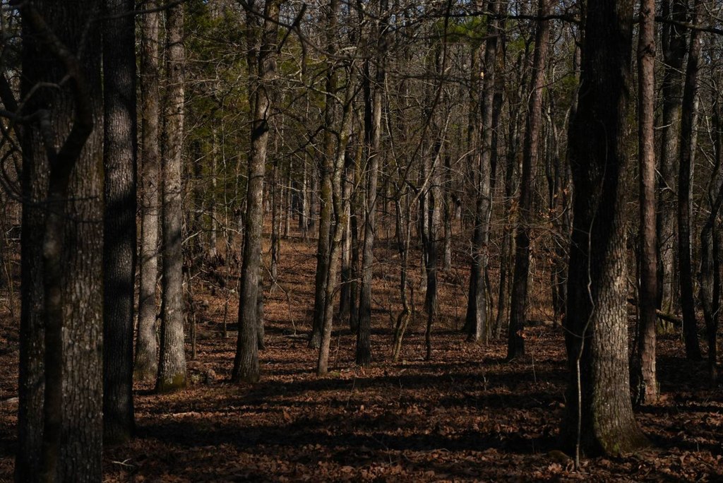 Picture 46
