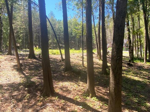 Wooded Homesite Near Downtown