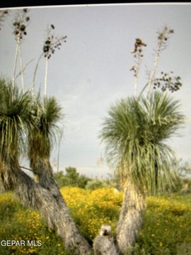 Sierra Blanca Ranch Land