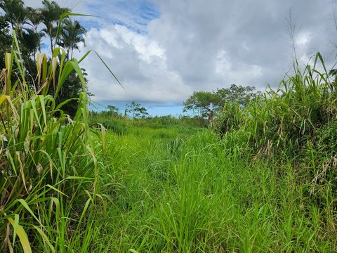 LAND - Kurtistown, HI