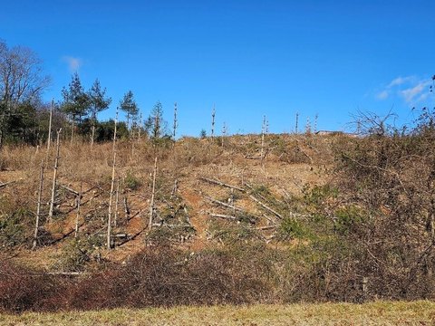 Laurel Fork Land For Sale