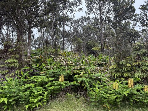 Vacant Land Near Volcanoes Park
